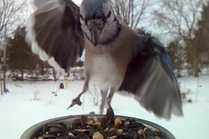 BlueJay2.jpg