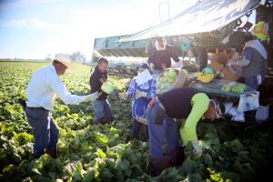 US-ECONOMY-MIGRANTS-FARMING