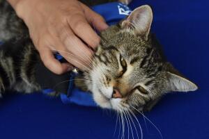 Tara, una gatita heroína
