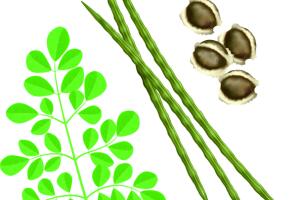 Beneficios-del-Moringa-3.jpg