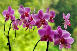 orquidea-2.jpg