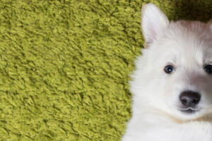 sujeira-cachorro-limpar-2.jpg