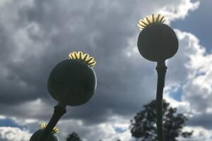 Dentro de estos bulbos se encuentra el líquido blanquecino conocido como ‘goma de opio’, base de todos los opioides. 
