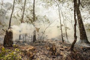 Voluntarios se suman a combate de incendio en estado mexicano de Querétaro