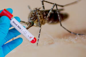 Confirman primer caso positivo del virus del Nilo Occidental en Filadelfia 