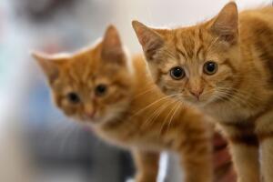 Asociaciones buscan fomentar la adopción de gatos en Estados Unidos