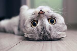 ojos_de_gato_ven_invisible_cosas.jpg
