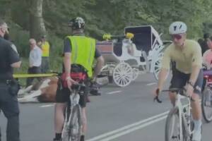 Necropsia revela causa de muerte de caballo de carruaje en Central Park.