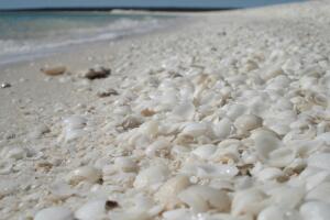 Playa de las caracolas
