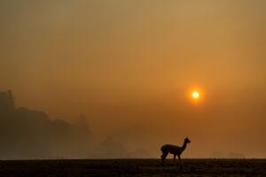 California Wildfires Blackout