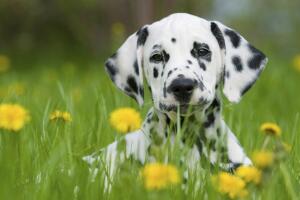 Cual-es-tu-perro-ideal-2.jpg