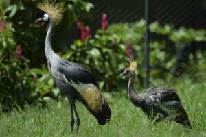 Hacienda Nápoles Pablo Escobar