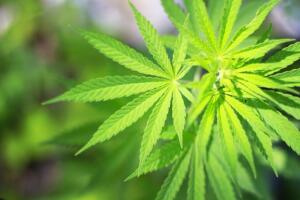 marihuana