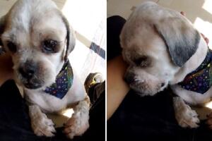 Perrito rompe en llanto porque nadie lo va a recoger a la estética y cautiva a TikTok