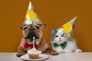 perro-y-gato-festejando-su-cumpleanos.jpg
