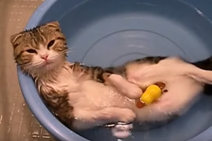 gato-agua.png