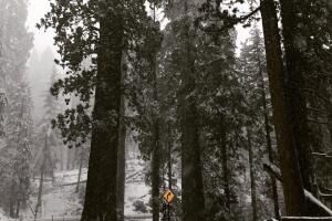 sequoia-snow.jpg