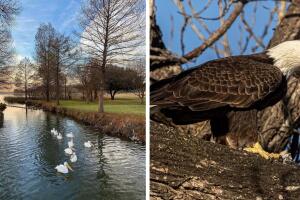 águilas White Rock Lake Dallas