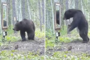 Video de oso se hace viral por su inesperada reacción al verse al espejo