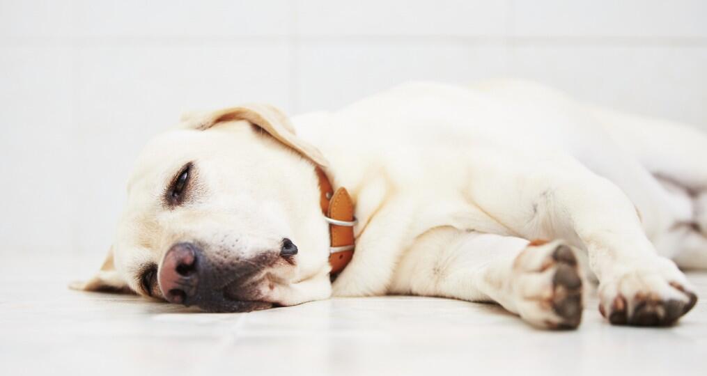 Cómo identificar a un perro enfermo | Estilo de Vida Hogar | Univision