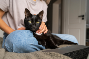 Gato negro con su dueño