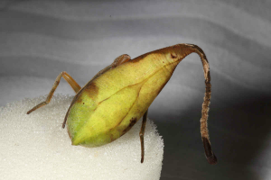 descubrimiento-nueva-especie-de-aranas_2.png