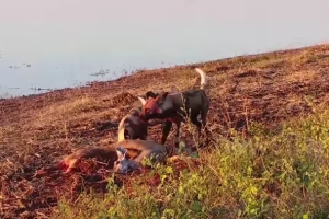video-perros-cocodrilo_2.png