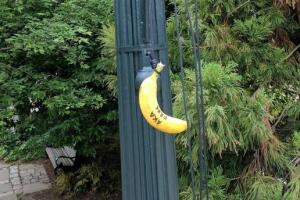Tres bananas colgadas aparecieron en el campus de la Universidad Americana