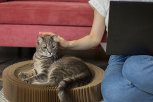 Gato descansando en casa