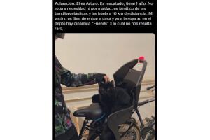 gato_ladron-dinero.jpg