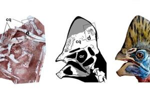 corythoraptor jacobsi 