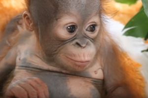orangutan-pequeno_2.png