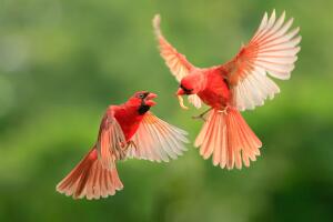 pajaro_1.jpg