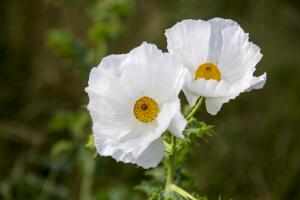 Las flores más silvestres de Texas