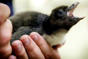 Peguin Hatchlings At Chicago Aquarium