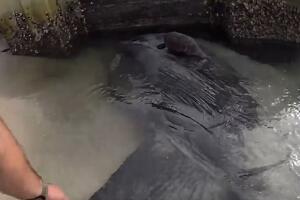 El mola mola, el pez óseo más pesado, quedó atrapado en aguas poco profundas y necesitó ayuda.