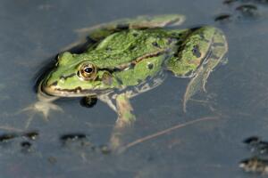 a224_frog21.jpg
