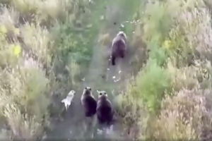 Perro husky se hace viral tras ser captado junto a una manada de osos