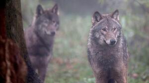 Tras superar el 80% del límite en solo tres días suspenden temporada de caza de lobos grises