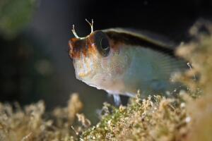 pez-blenny_2.jpg