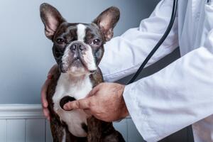 perro_veterinario.jpg