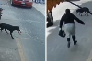 collage_perrito_roba_cemitas