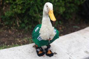 Merlin the duck, the unofficial mascot of the Mexican national team