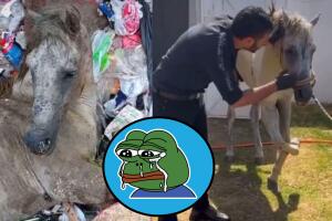 Organización rescata a caballo que fue abandonado en la basura.