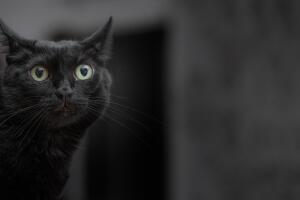 Gato negro