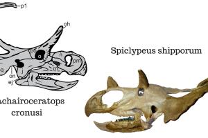 Dinosaurios descubiertos