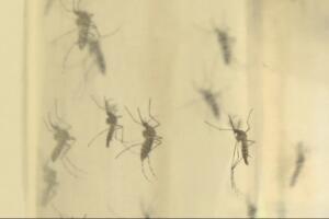 Mosquitos