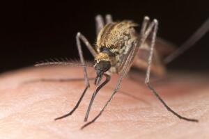 quanto_tempo_vivem_os_mosquitos.jpg