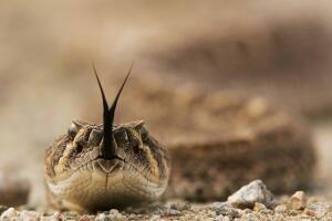 Mujer hospitalizada por mordedura de serpiente cascabel. 