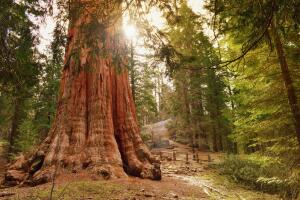 The General Grant tree,  the largest giant sequoia. Sequoia & Kings Canyon National Parks, California USA.